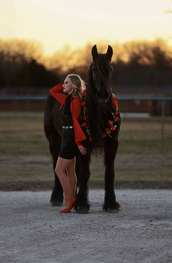 flashy-friesian-horse