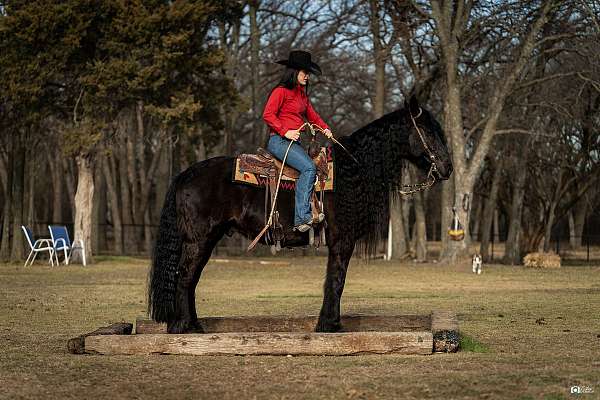 husband-safe-friesian-horse