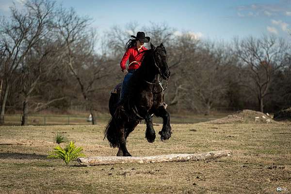 parade-friesian-horse