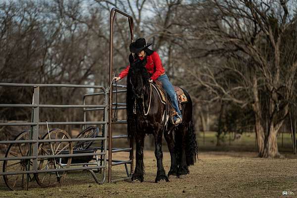 performance-friesian-horse