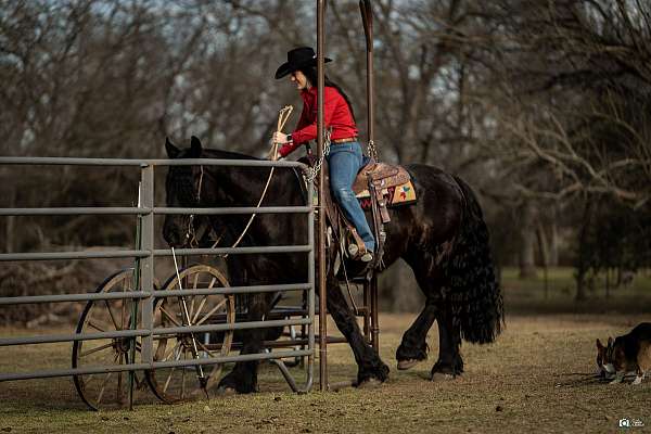 roping-friesian-horse