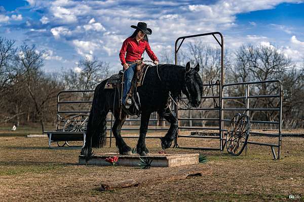 trail-riding-friesian-horse