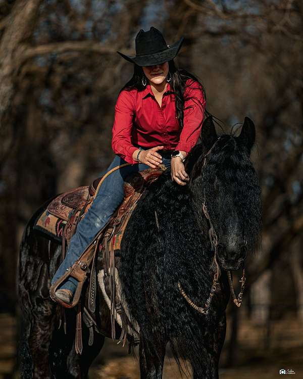 black-friesian-gelding