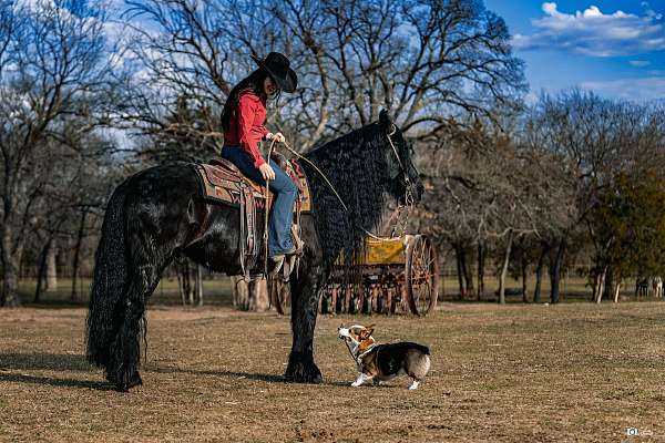 working-cattle-friesian-horse