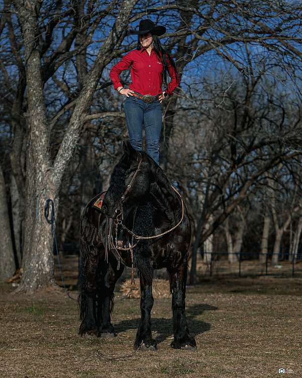 black-all-around-horse