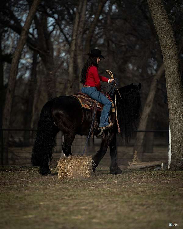 black-flashy-horse