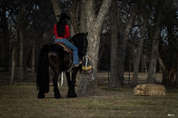 black-athletic-horse