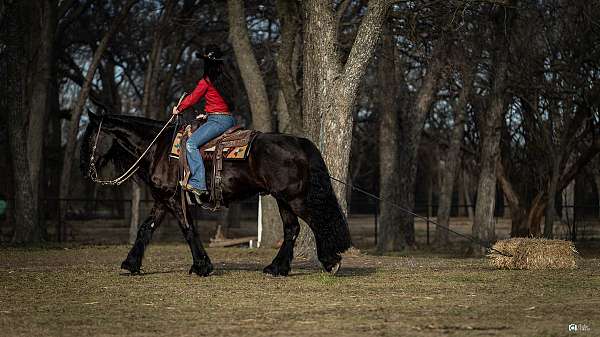 black-husband-safe-horse