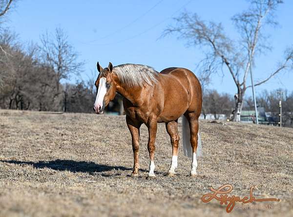 athletic-quarter-horse