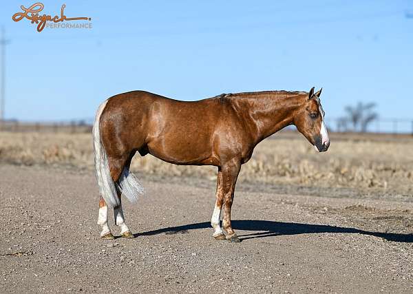 husband-safe-quarter-horse