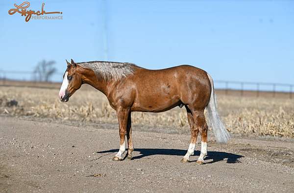 performance-quarter-horse