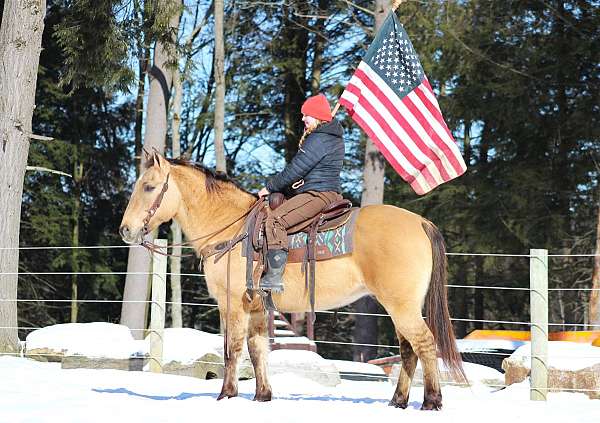 athletic-quarter-horse