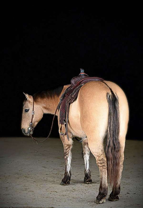 ranch-quarter-horse