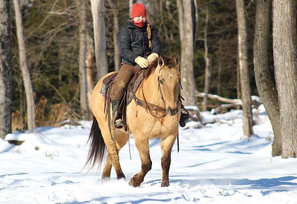 ranch-work-quarter-horse