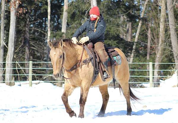 show-quarter-horse