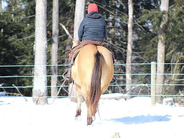 western-riding-quarter-horse