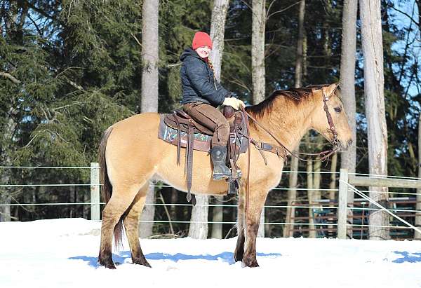 buckskin-quarter-horse-gelding