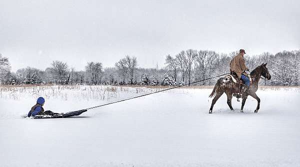 gaited-horse-walkaloosa