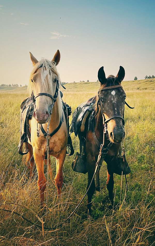 kid-safe-horse-walkaloosa