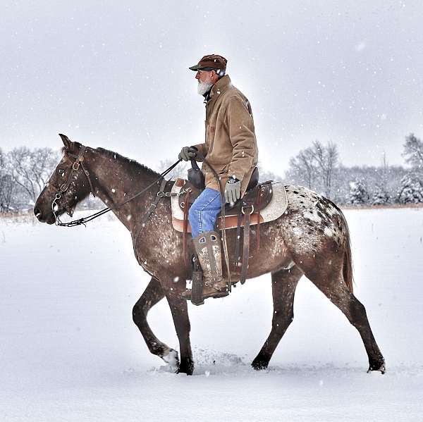 cowboy-mounted-shooting-walkaloosa-horse