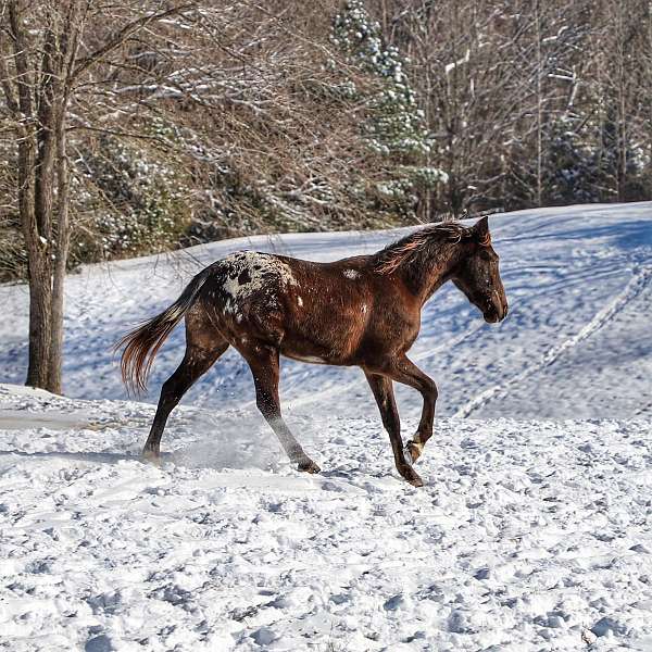 drill-team-walkaloosa-horse