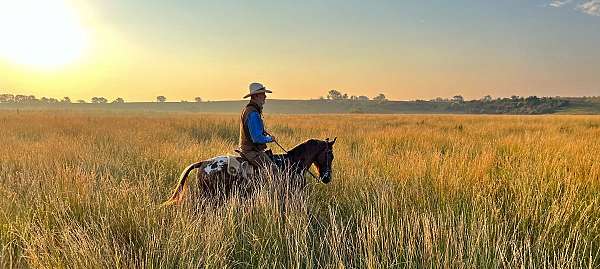 field-hunter-walkaloosa-horse