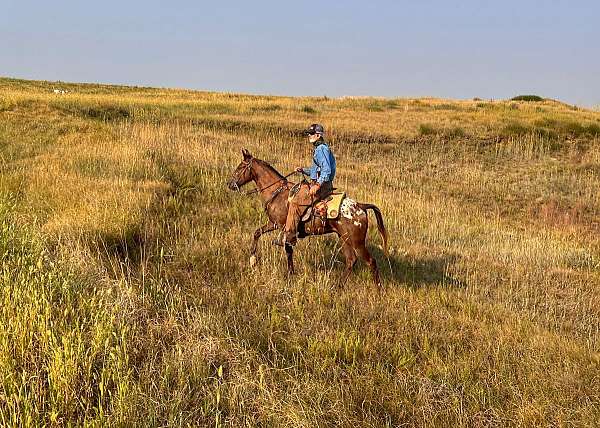 mounted-patrol-walkaloosa-horse