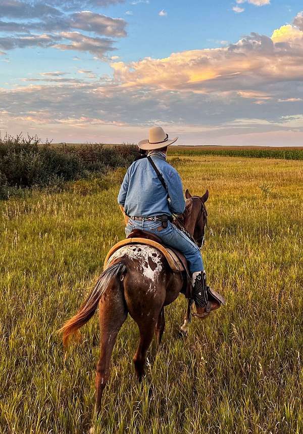 natural-horsemanship-training-walkaloosa-horse