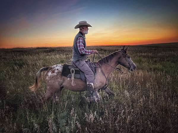 pack-walkaloosa-horse