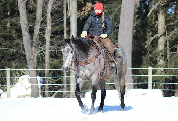 athletic-quarter-horse