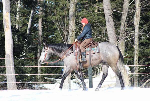 flashy-quarter-horse