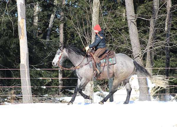 husband-safe-quarter-horse