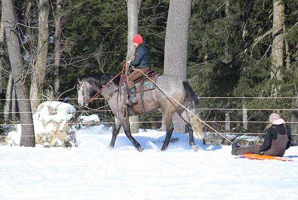 show-quarter-horse