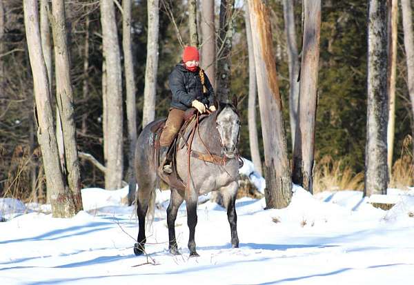 trail-riding-quarter-horse