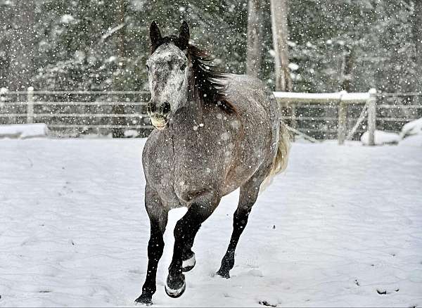 western-riding-quarter-horse