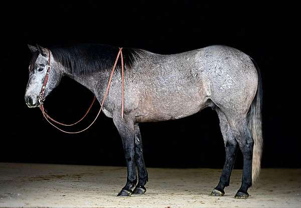 grey-all-around-horse