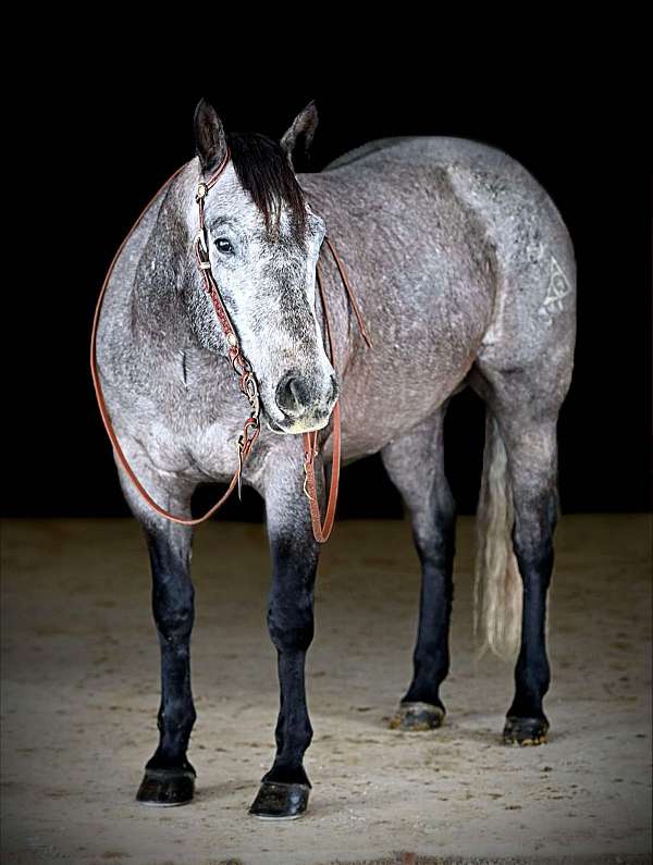 grey-quarter-horse-gelding