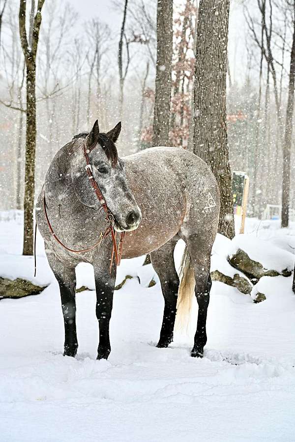 working-cattle-quarter-horse