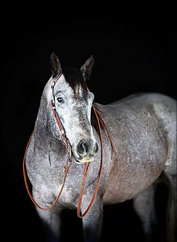 grey-athletic-horse