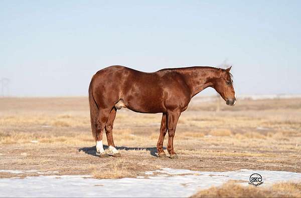 athletic-quarter-horse