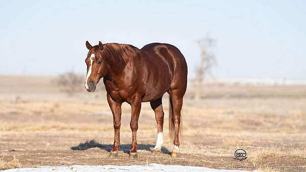 cutting-quarter-horse