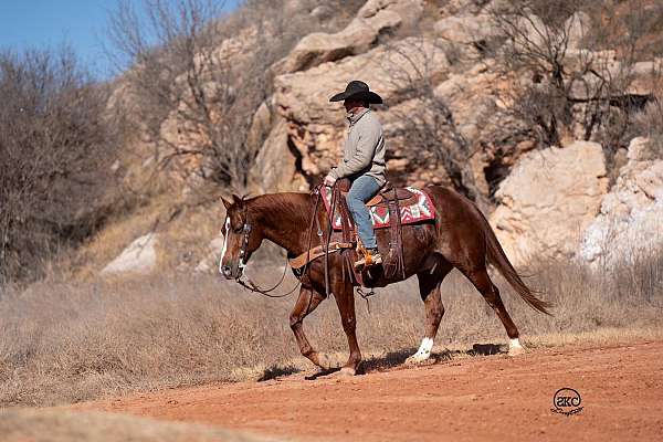 finished-quarter-horse