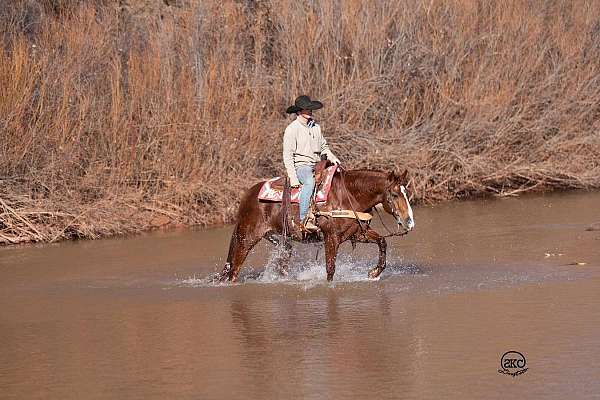 husband-safe-quarter-horse