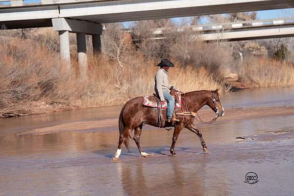 performance-quarter-horse