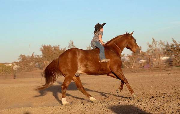 ranch-versatility-quarter-horse