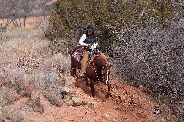 working-cattle-quarter-horse