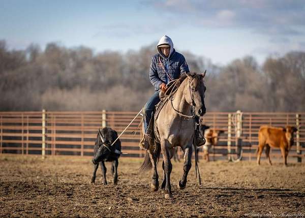 ranch-versatility-quarter-horse