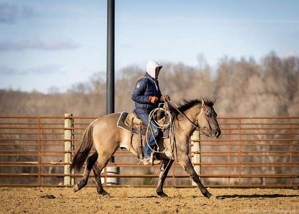 ranch-work-quarter-horse