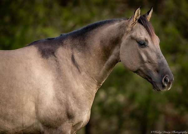 ridden-english-quarter-horse