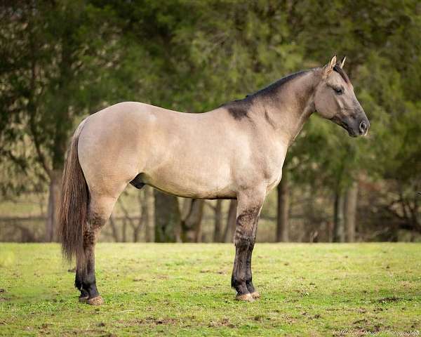 ridden-western-quarter-horse